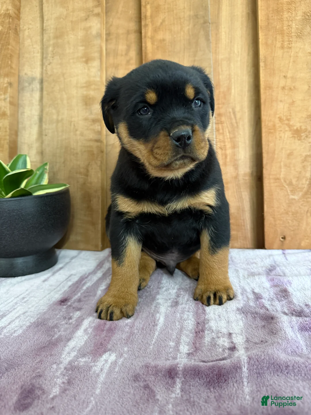 Rottweiler dogs for sale: Lou - Ad 17
