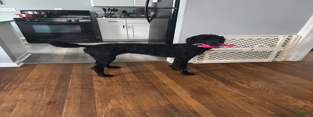 Madam