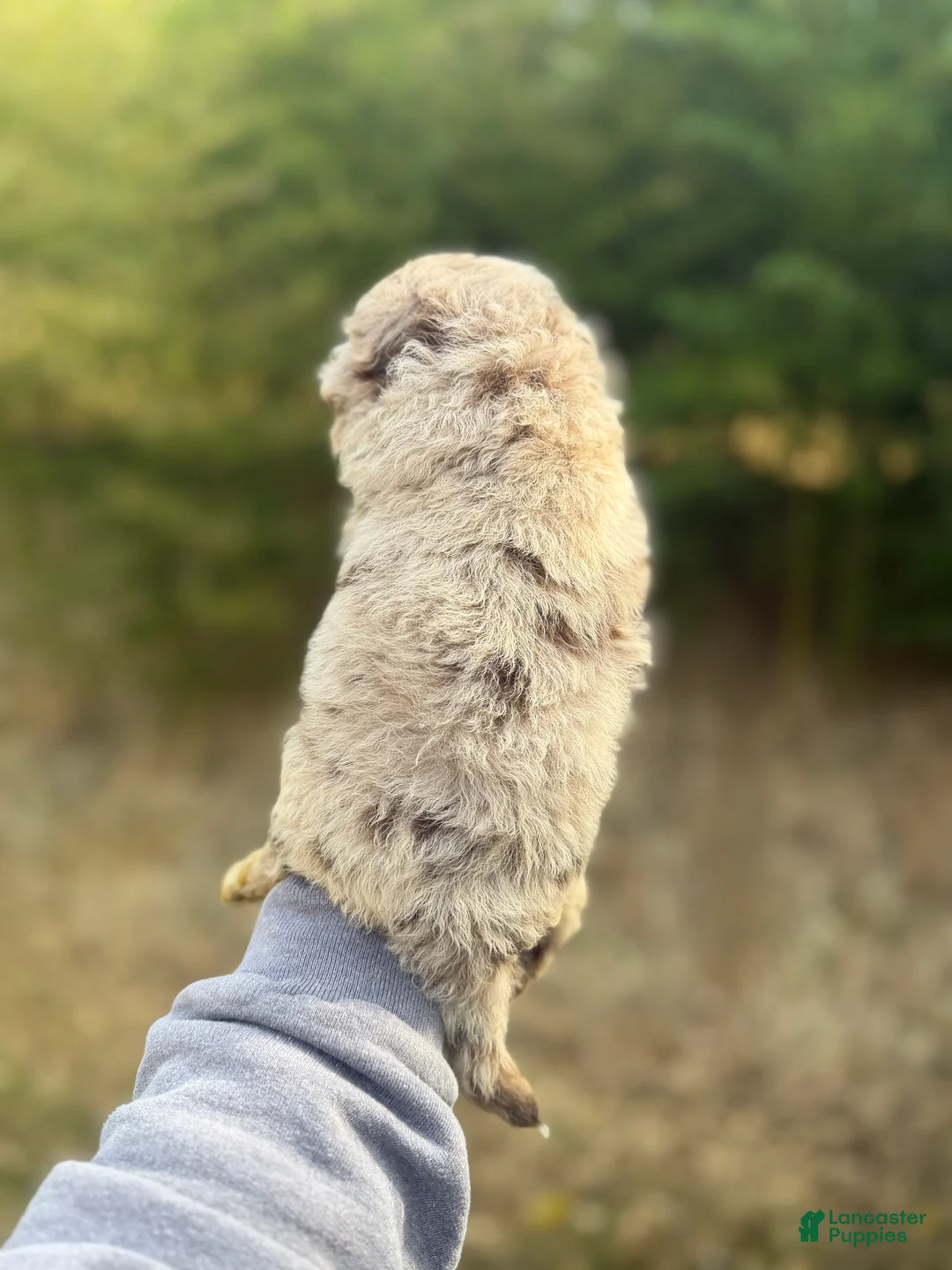 Pomapoo dogs for sale: Pomapoo Puppy 2 - Ad 4