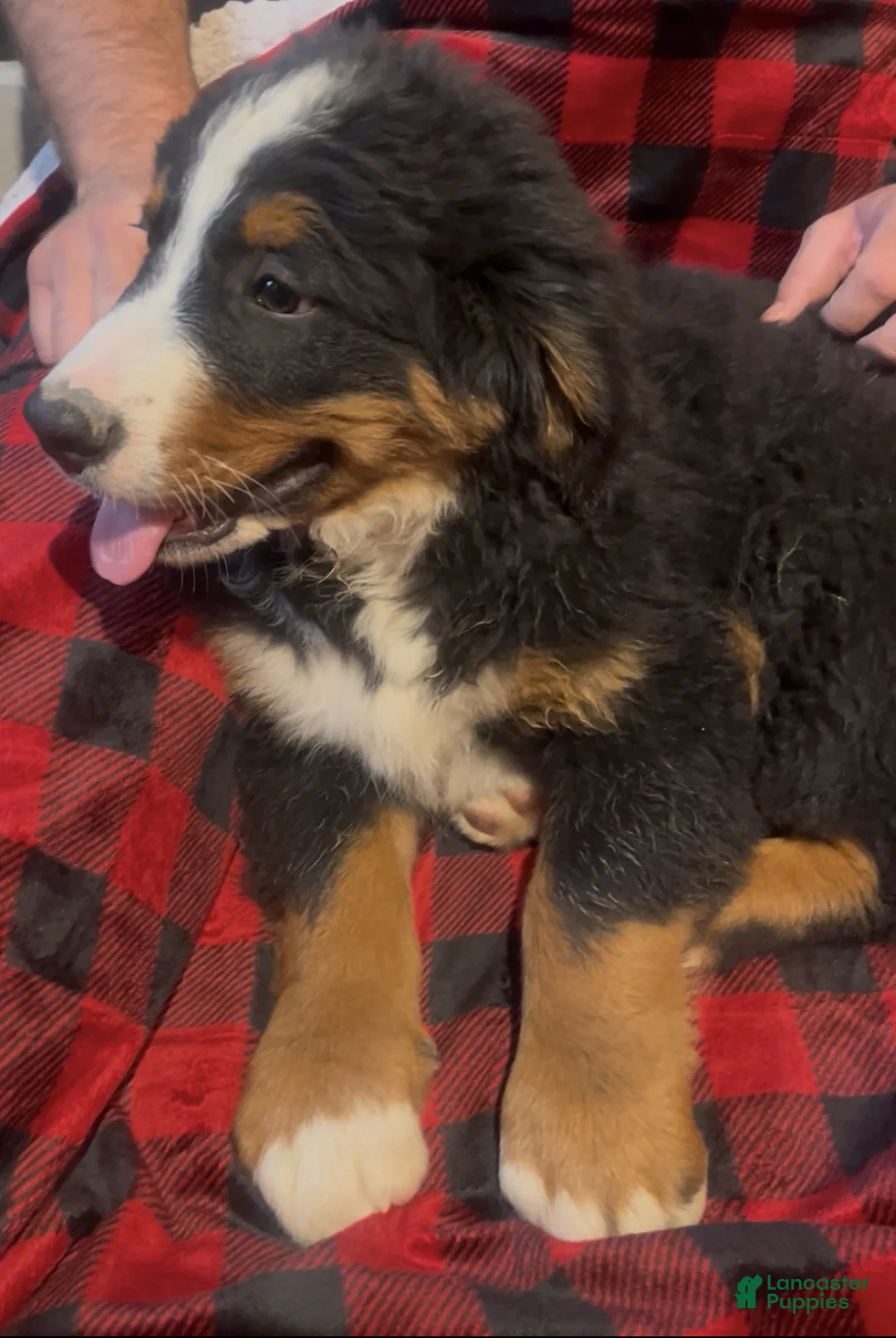 Bernese Mountain Dog dogs for sale: Dark Blue - Ad 2