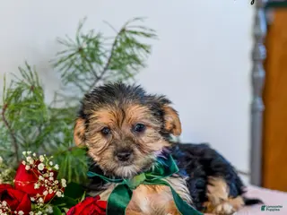 Morkie dogs Abby - Ad 14