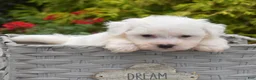 Bichon Frise dogs for sale: Cairo (tiny) - Ad 3