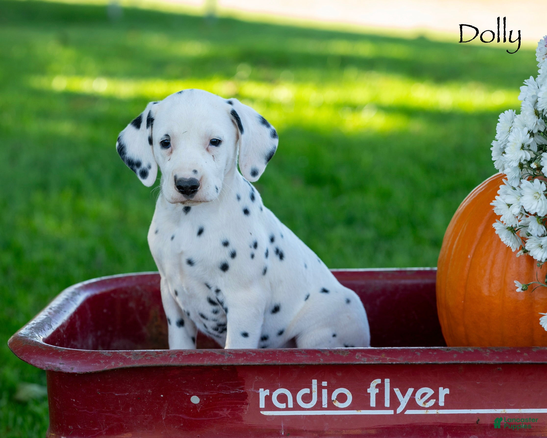 Dalmatian dogs Dollie - Ad 1