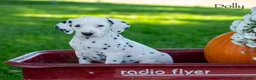 Dalmatian dogs for sale: Dollie - Ad 1