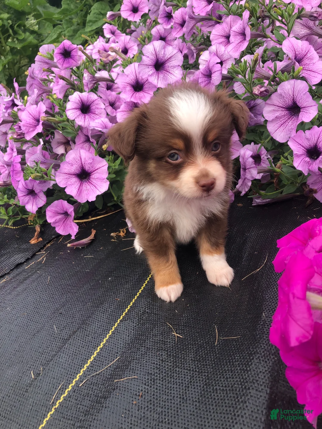 Toy Australian Shepherd dogs for sale: Ace - Ad 1