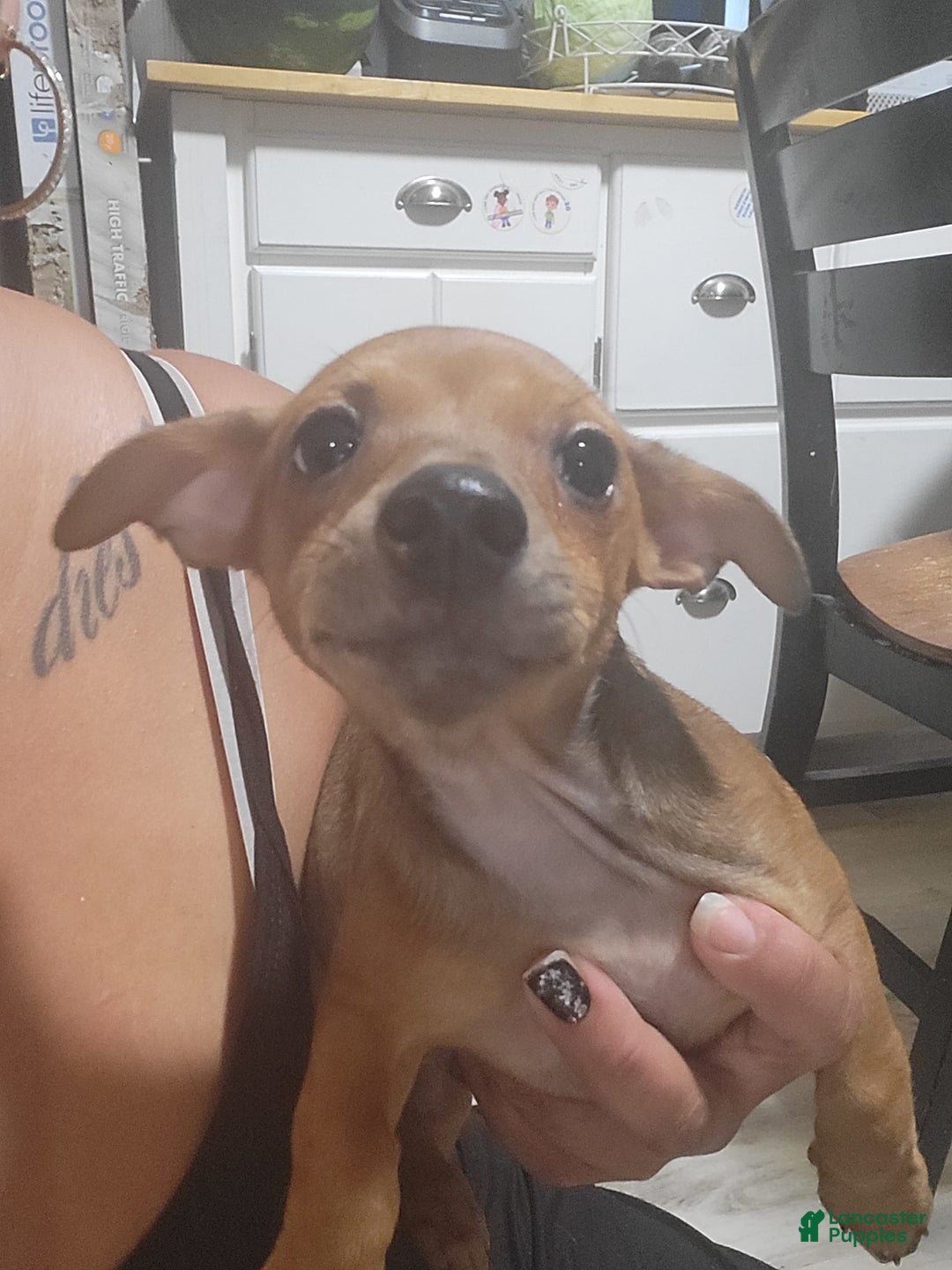 Chihuahua dogs for sale: Toby - Ad 4