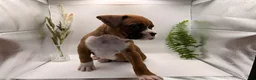 Boxer dogs for sale: Champ  - Ad 37