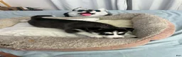 Siberian Husky dogs for sale: Maya - Ad 3