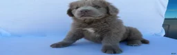 Newfoundland dogs for sale: Judy - Ad 5