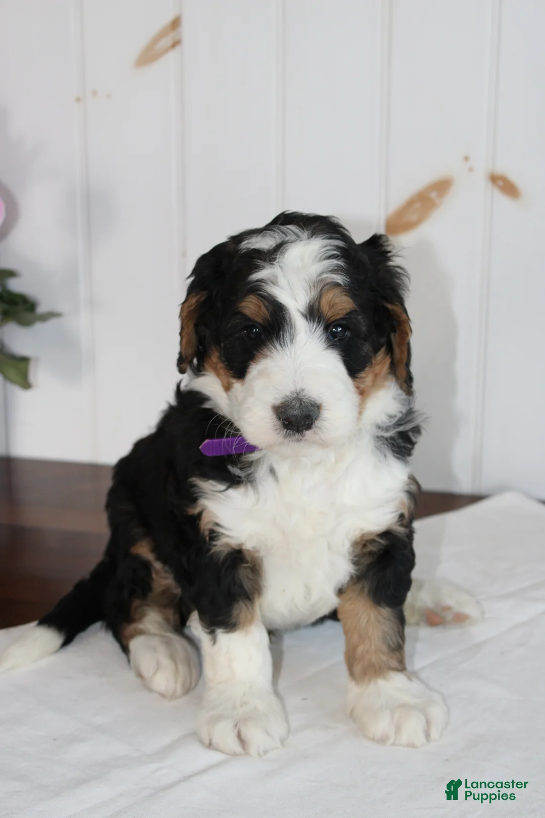 Bernedoodle dogs for sale: Love Dove - Ad 2