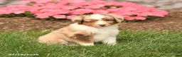 Miniature Australian Shepherd dogs for sale: Victor - Ad 3