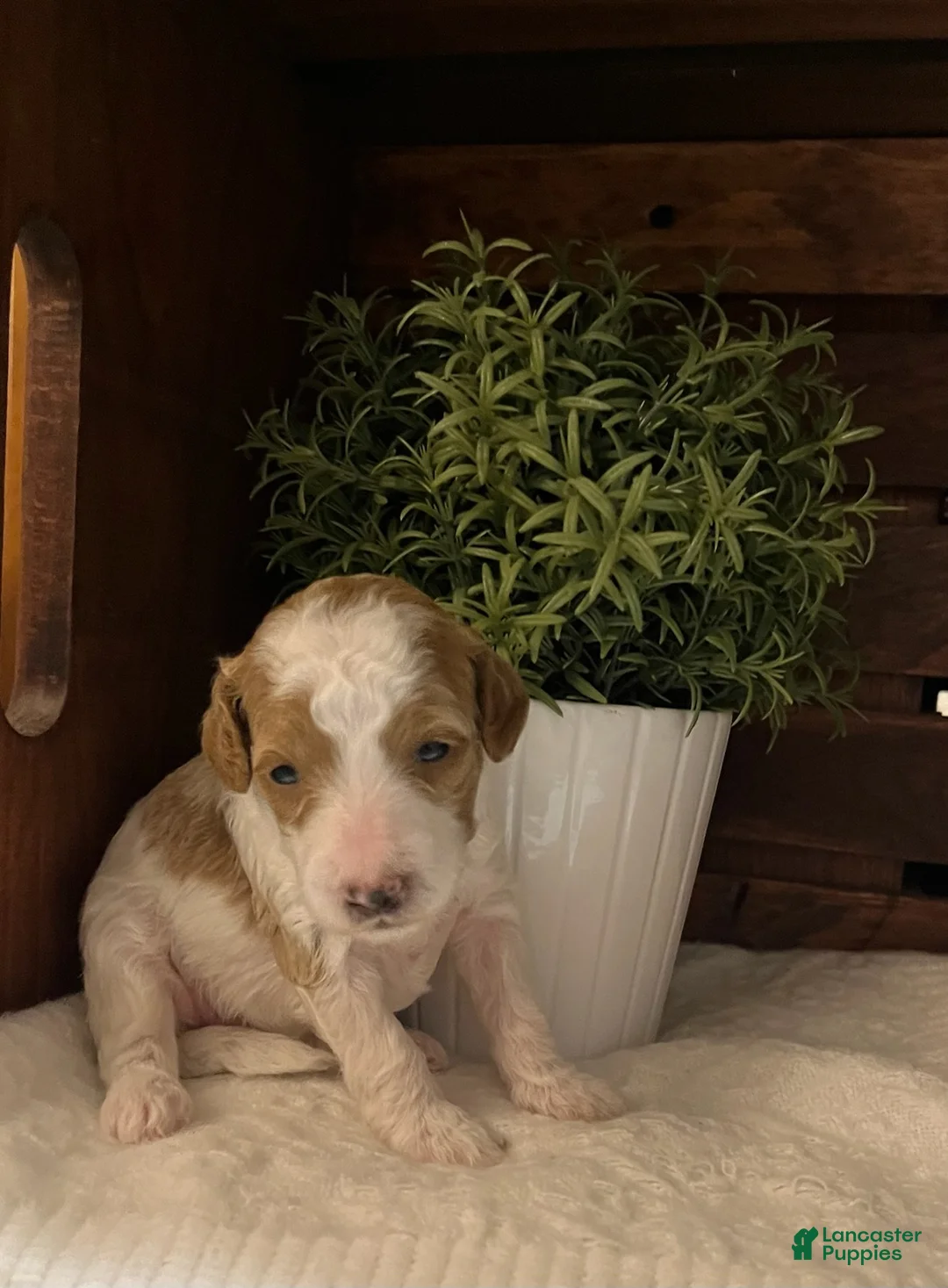 Miniature Poodle dogs for sale: Hazel - Ad 2