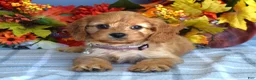 Cavapoo dogs for sale: Harper - Ad 7