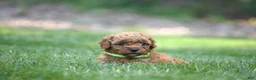 Miniature Poodle dogs for sale: Miniature Poodle 5 - Ad 4