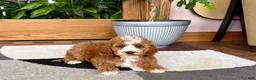 Cavapoo dogs for sale: Cavapoo female 1 - Ad 4