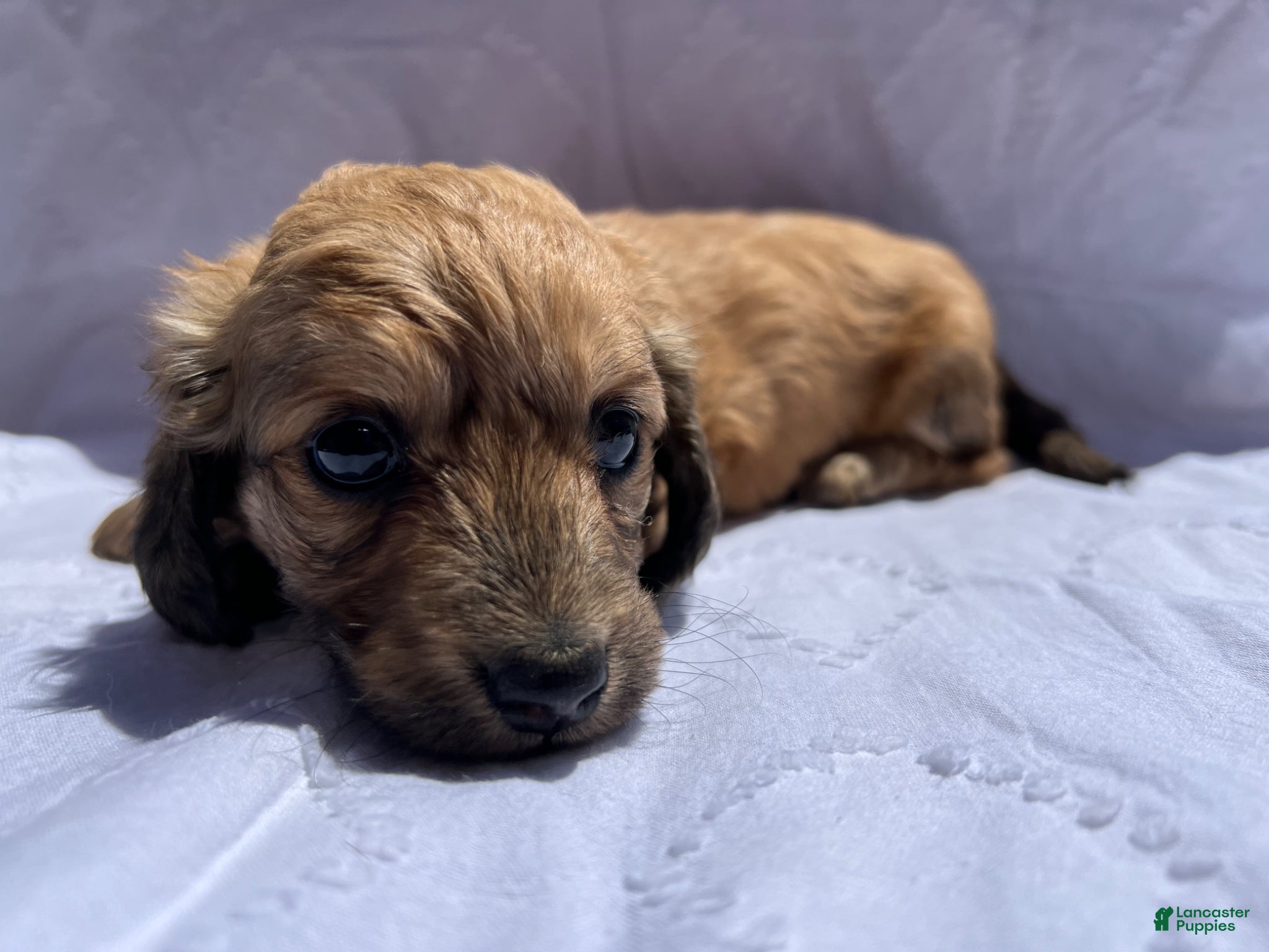 Miniature Dachshund dogs Miniature Dachshund Puppy 1 - Ad 27