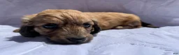 Miniature Dachshund dogs for sale: Miniature Dachshund Puppy 1 - Ad 1