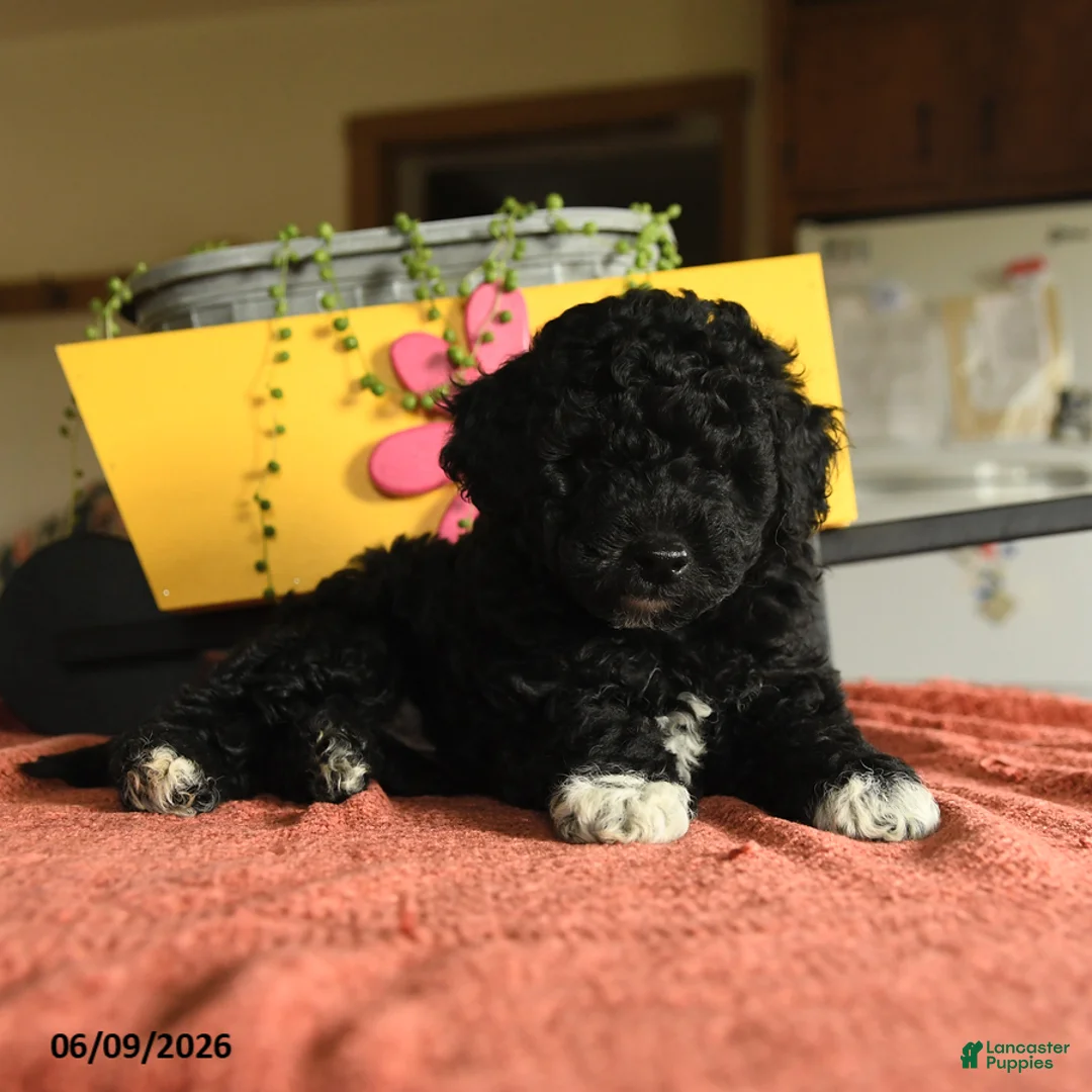Miniature Poodle dogs for sale: Calvin - Ad 3