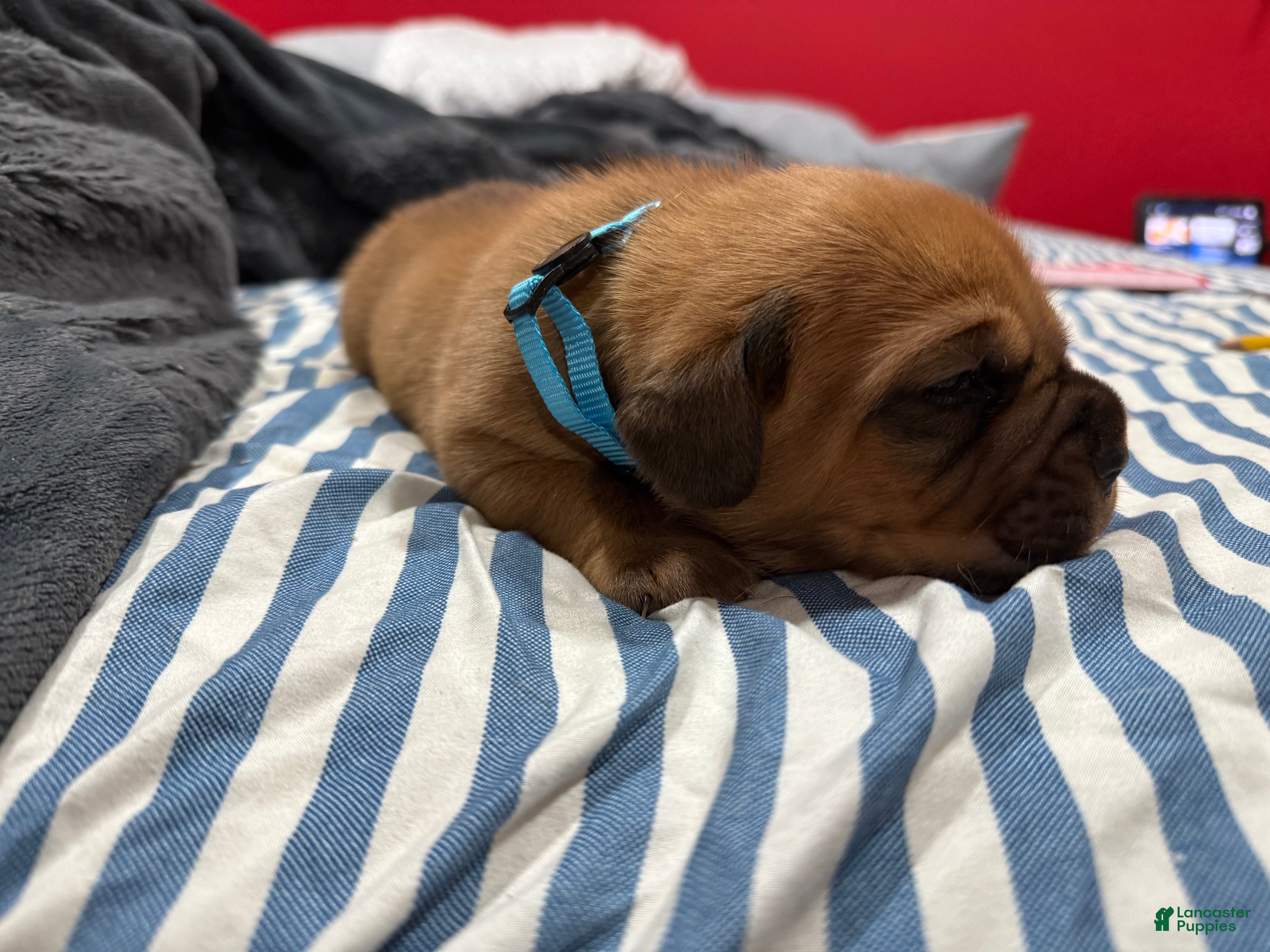 Dogue De Bordeaux dogs Dogue De Bordeaux Puppy 4 - Ad 2