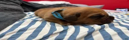 Dogue De Bordeaux dogs for sale: Dogue De Bordeaux Puppy 4 - Ad 2
