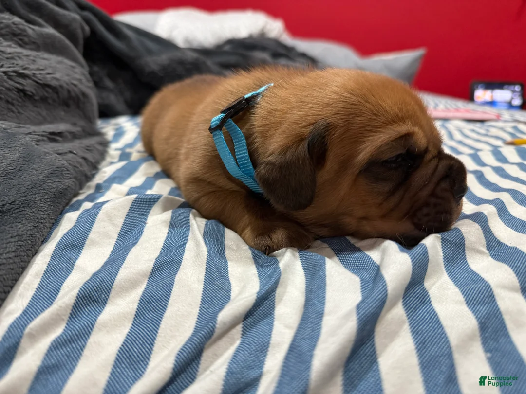 Dogue De Bordeaux dogs for sale: Dogue De Bordeaux Puppy 4 - Ad 2