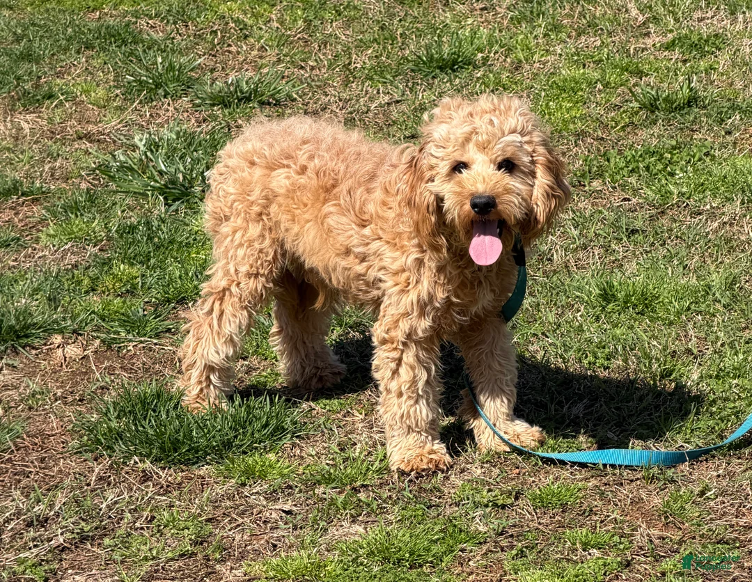 Cavapoo dogs for sale: Oliver - Ad 1