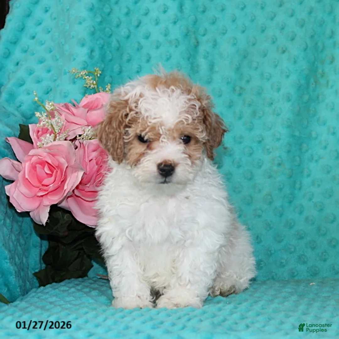 Bichpoo dogs for sale: Harvey - Ad 2
