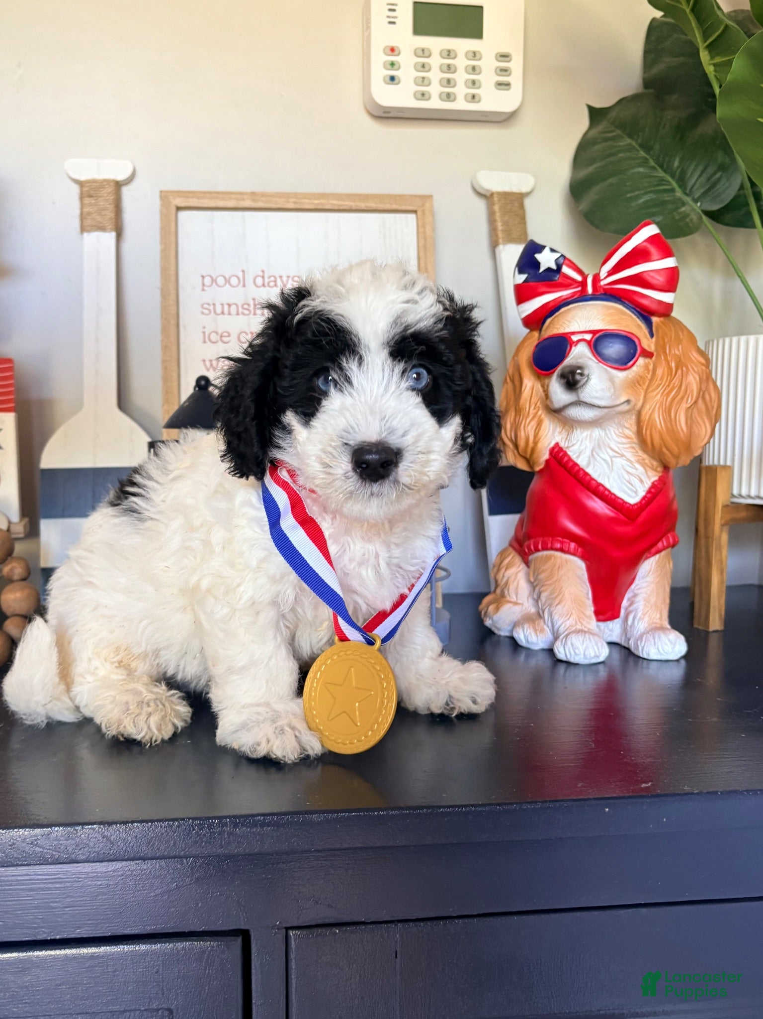 Mixed Breed dogs Mixed Breed 2 - Ad 3