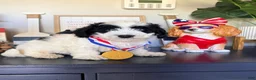 Mixed Breed dogs for sale: Mixed Breed 2 - Ad 1
