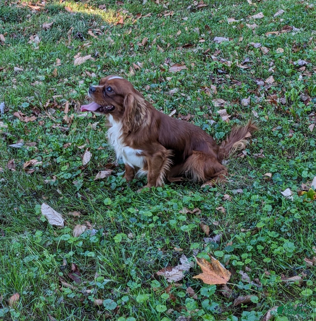 Cavalier King Charles Spaniel dogs for sale: Macy - Ad 15