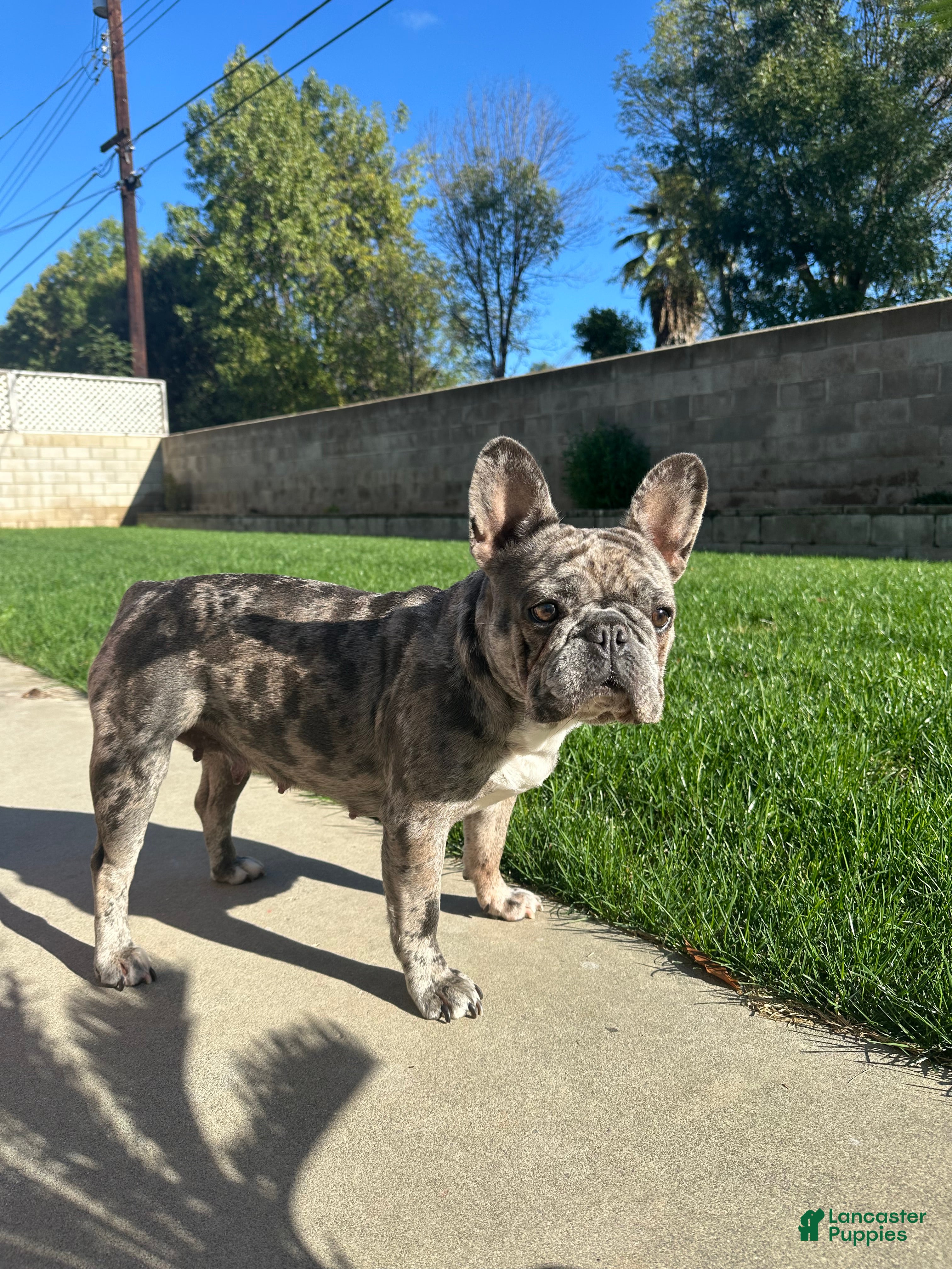 Nova