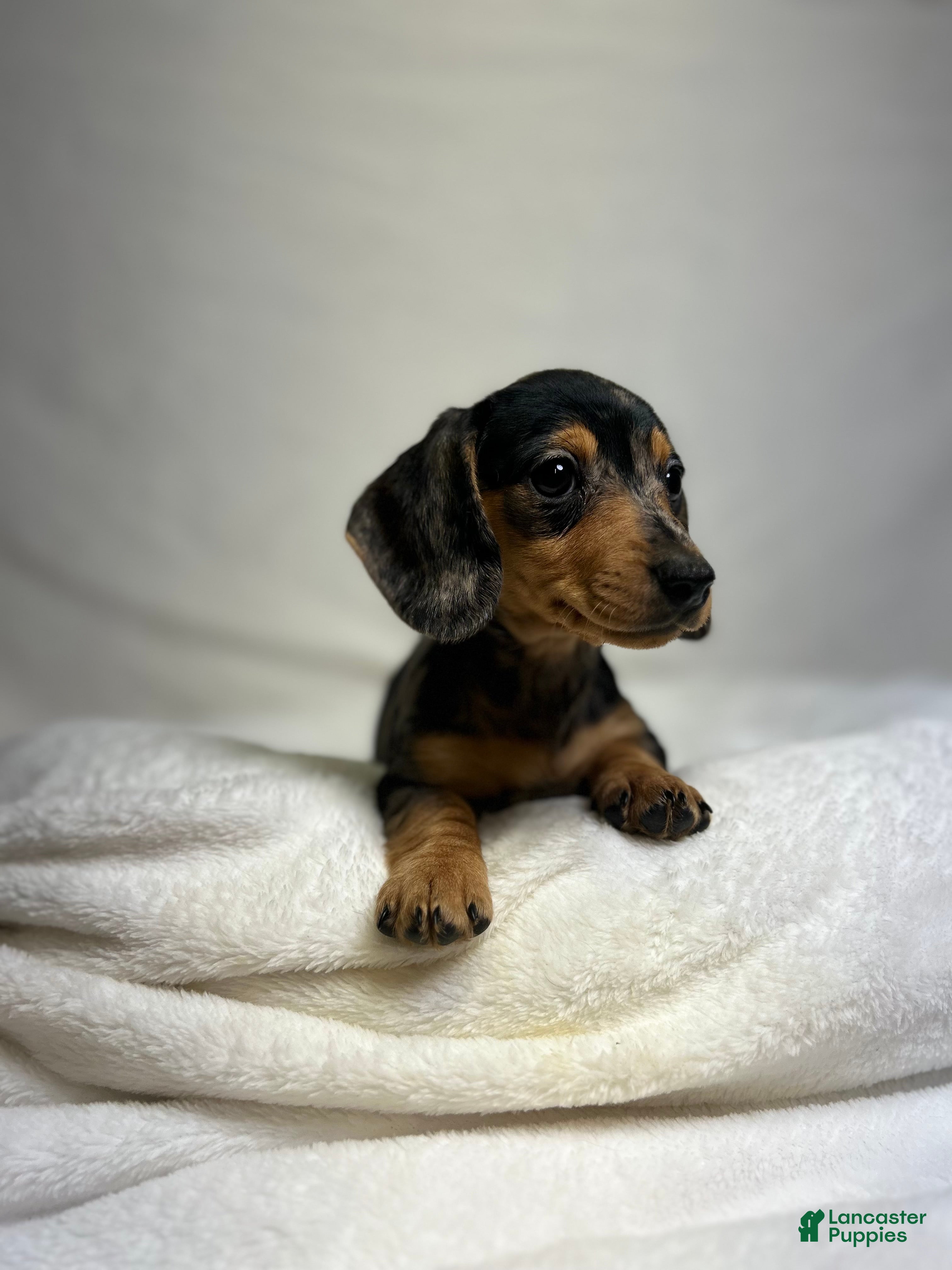 Daisy