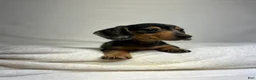 Miniature Dachshund dogs for sale: Daisy - Ad 1