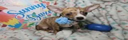 Chihuahua dogs for sale: Emmanuell [Brindle] - Ad 3