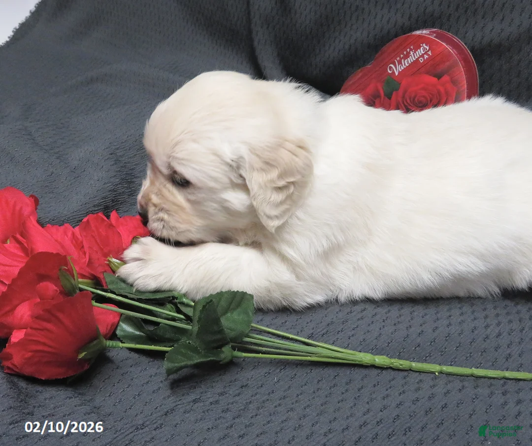 Golden Retriever dogs for sale: Buster - Ad 4