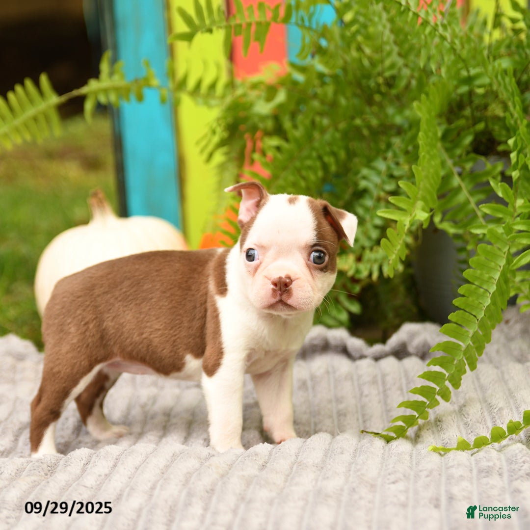 Boston Terrier dogs for sale: Koala - Ad 13