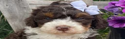 Mini Bernedoodle dogs for sale: Katie - Ad 5