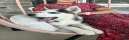 Siberian Husky dogs for sale: Boomer - Ad 3