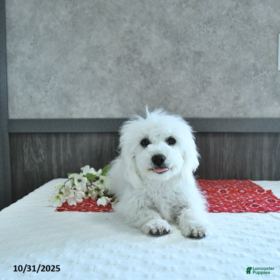 Coton De Tulear dogs Josie - Ad 1
