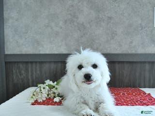 Coton De Tulear dogs Josie - Ad 33