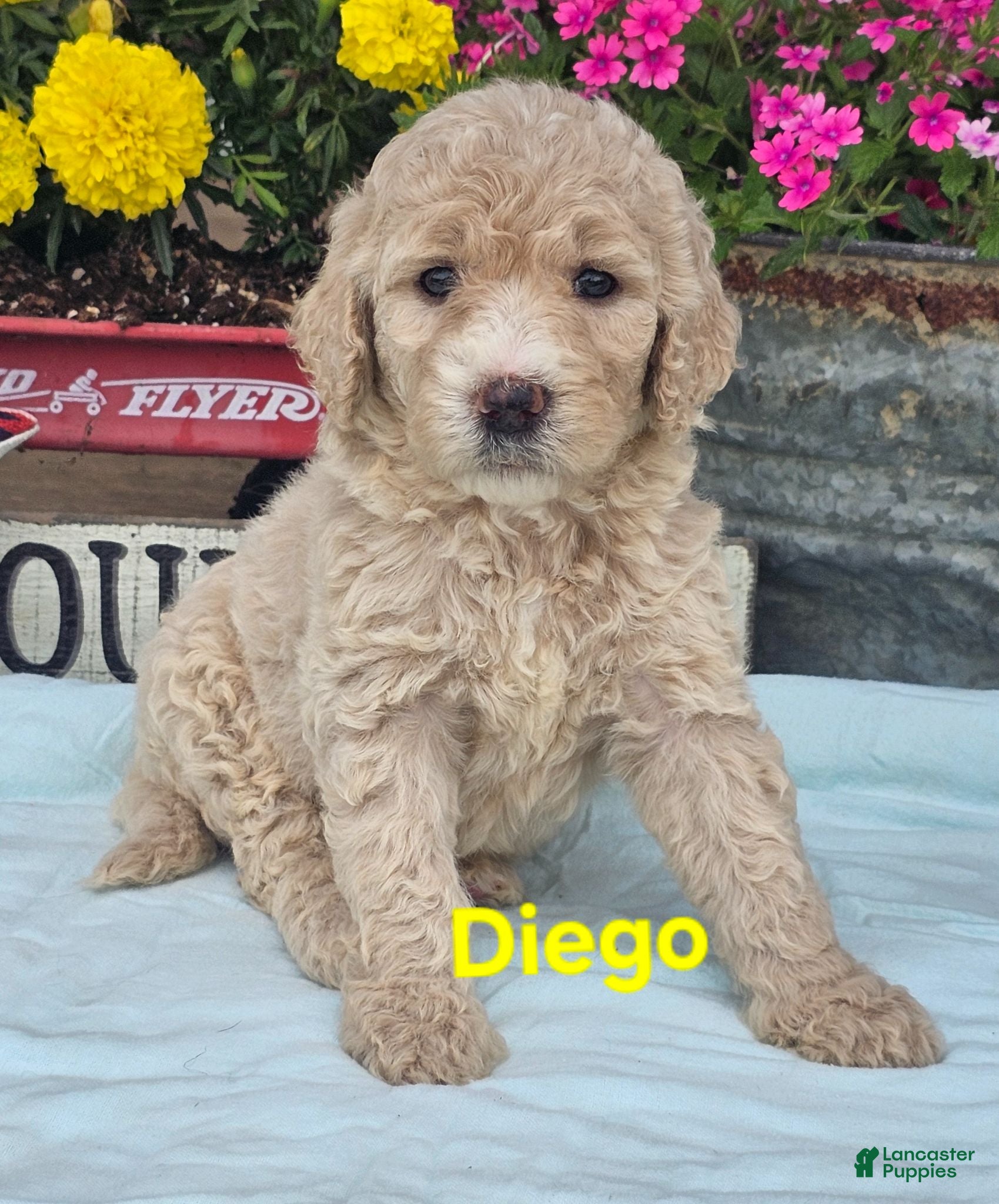 Goldendoodle dogs Diego - Ad 1
