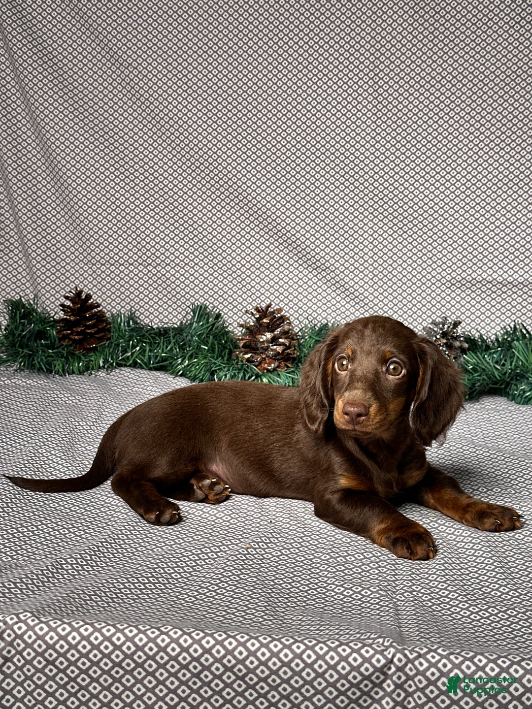 Miniature Dachshund dogs for sale: Ivy - Ad 4