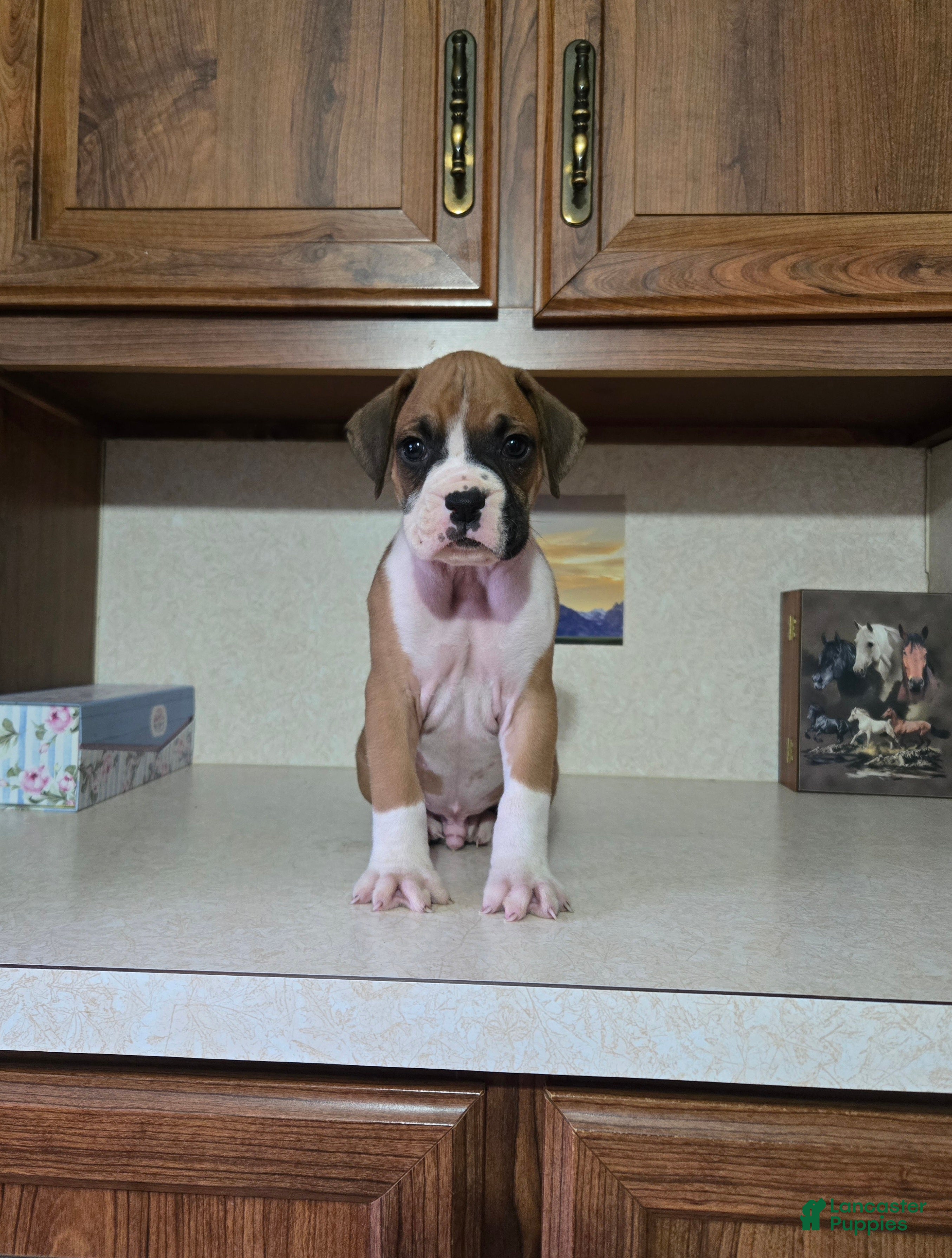 Boxer dogs for sale: Charlie - Ad 2