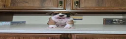 Boxer dogs for sale: Charlie - Ad 1