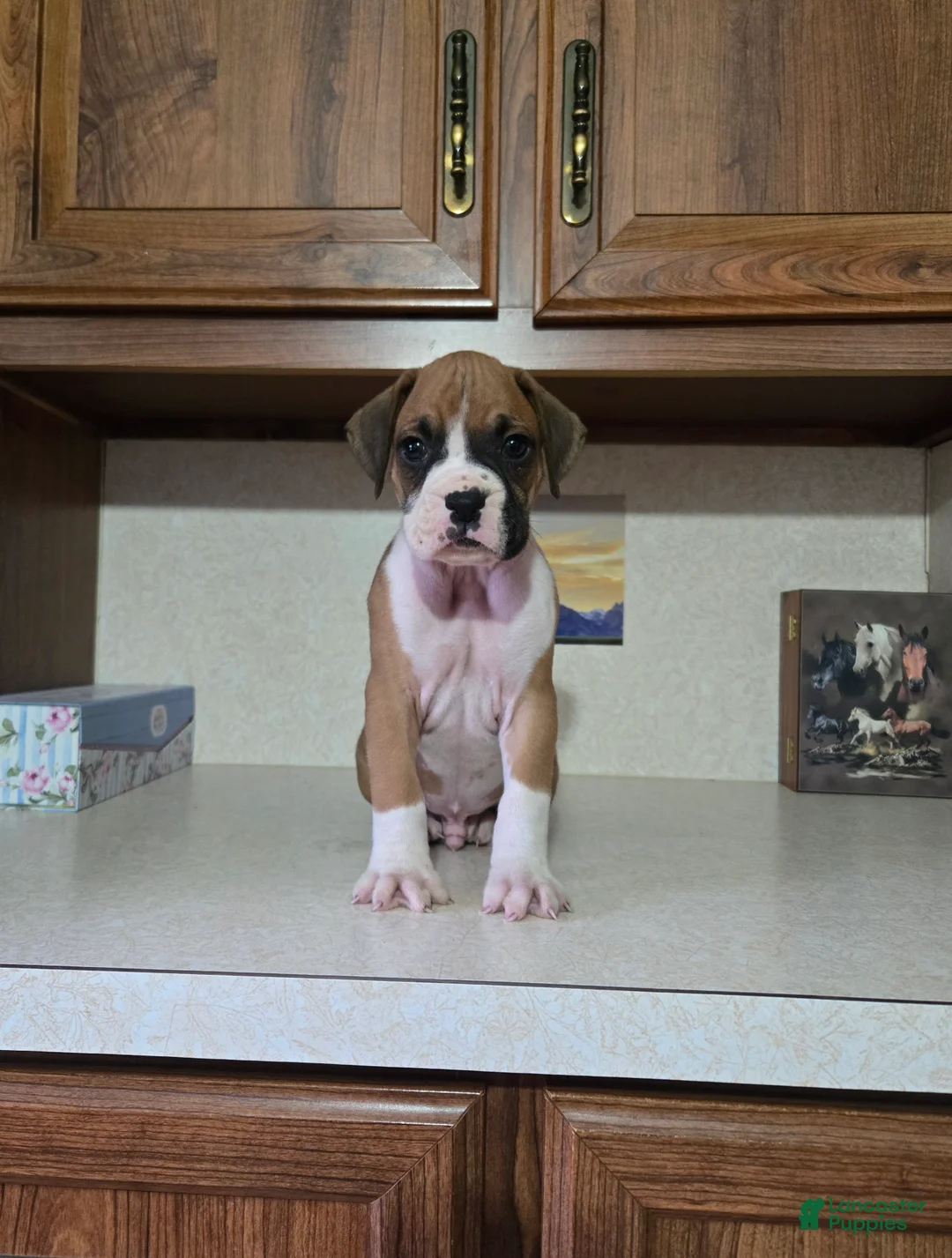 Boxer dogs for sale: Charlie - Ad 1