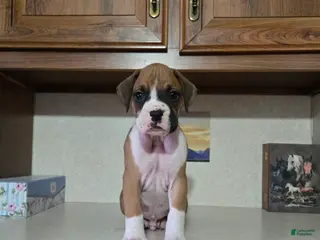 Boxer dogs for sale: Charlie - Ad 2