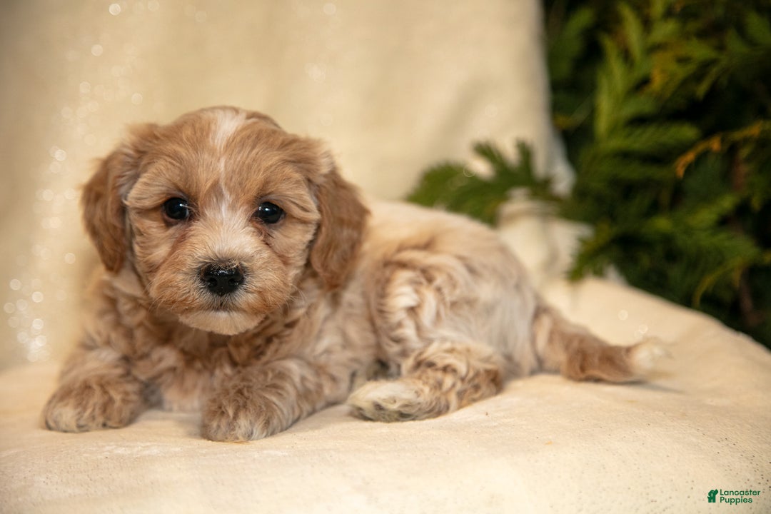 Bichpoo dogs for sale: Rachel - Ad 3