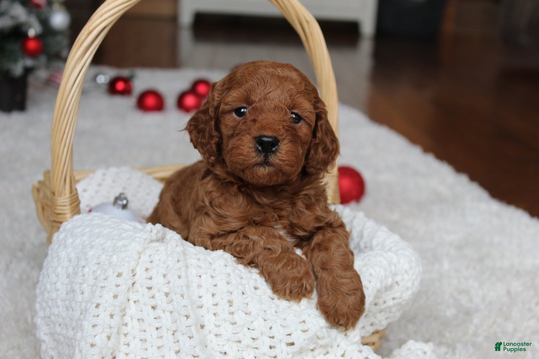 Cavapoochon dogs for sale: Malcolm - Ad 5