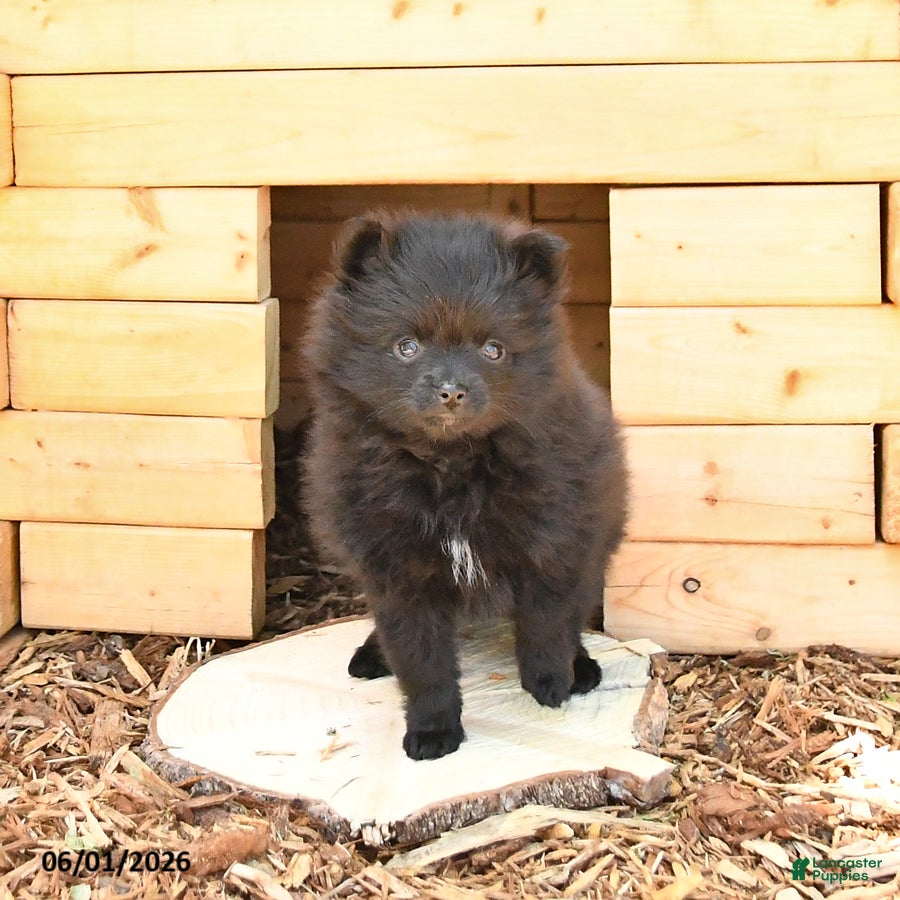 Pomeranian dogs for sale: McKenzie - Ad 5