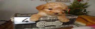 Toy Poodle Puppy 4 Dwana